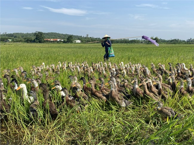 Quảng Ngãi: xuất hiện ổ dịch cúm A H5N1 (02/11/2022)